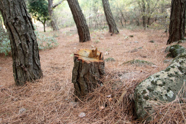 Trusted Kingston, NY Tree Care Experts